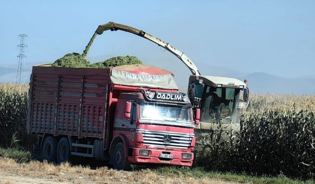 Karapınar’da mısır hasadı başladı