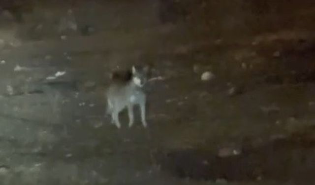 Kars’ın en şaşırtan misafiri: Kurt merkezde gezintiye çıktı