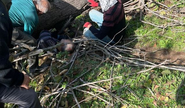 Kestiği ağacın altında kalarak yaralanmıştı, hastanede hayatını kaybetti