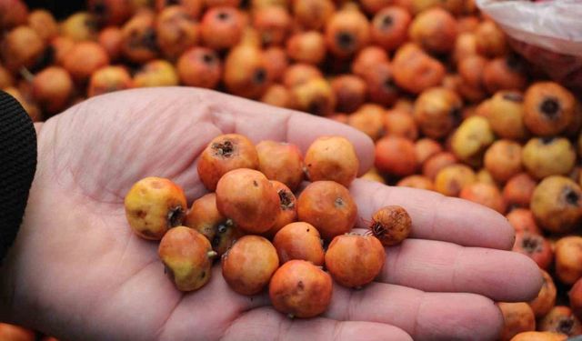 Kışın habercisi alıç meyvesi, tezgahları renklendirdi