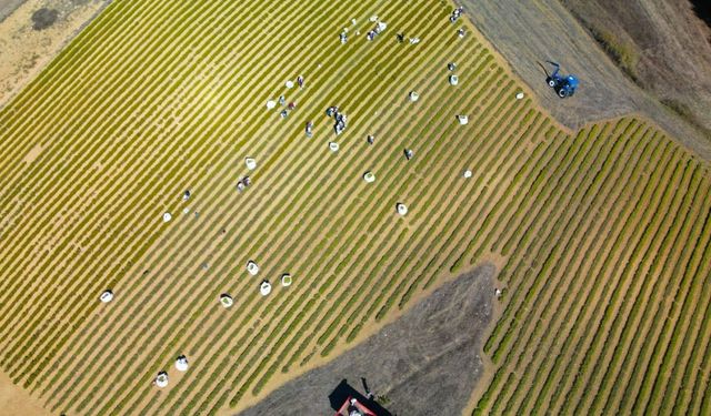Kocaeli’de tıbbi ve aromatik bitki hasadı başladı
