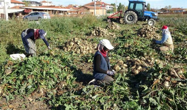 Kütahya’da pancar hasadı başladı
