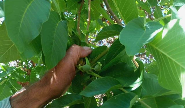 Malatya’da mevsim dışında meyve veren ceviz ağaçları şaşırttı