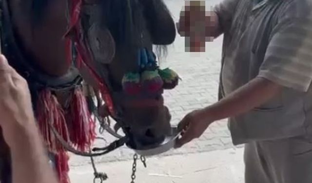 Muğla’da "Bu kadarı olmaz" dedirten görüntüler: Fayton çeken ata alkol içirdiler