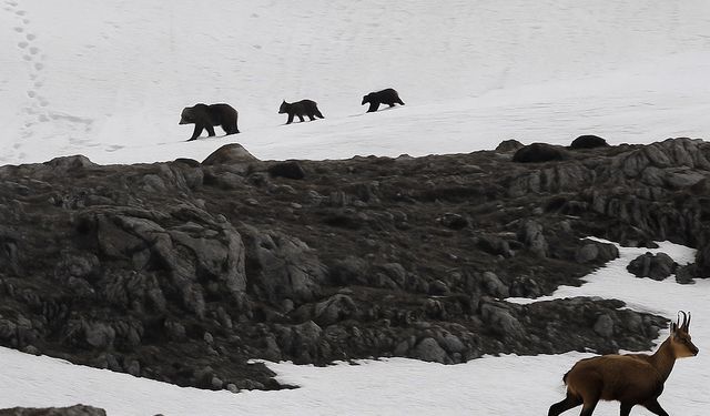 Munzur Dağı’nda nefes kesen anlar: Boz ayıdan kaçan dağ keçileri kamerada