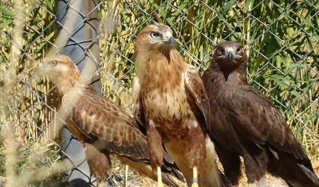 Özgürlük için gün sayıyorlar