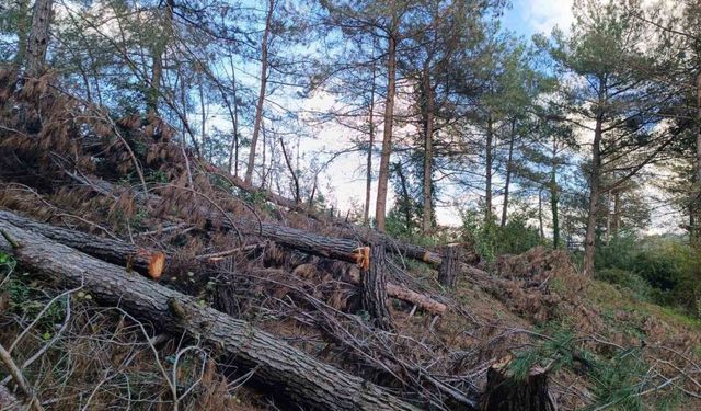 Payas kırsalı ormanlık alanda 20 adet kızılçam ağacı kesilmiş halde bulundu