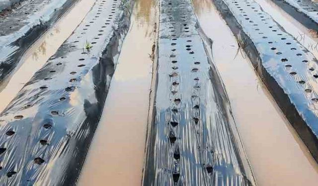Sağanak çilek tarlalarını vurdu