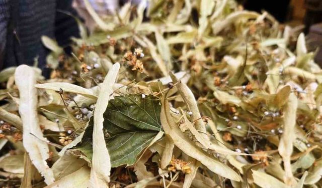 Şifa deposu ıhlamura ilgi arttı