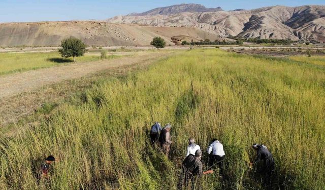 Şırnak’ta 5 bin dekar alandan 300 ton susam rekoltesi bekleniyor