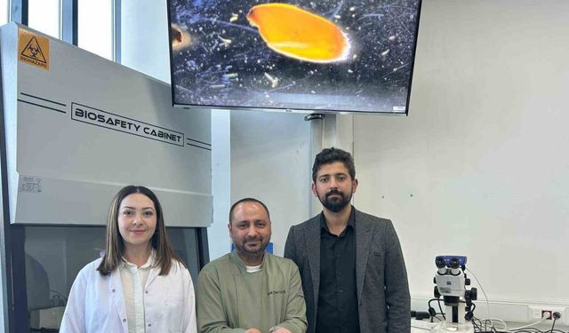 Sivas’ta yerli zeron buğdayından organik bulgur üretildi