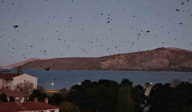 Tatvan’da gökyüzü kargalarla karardı