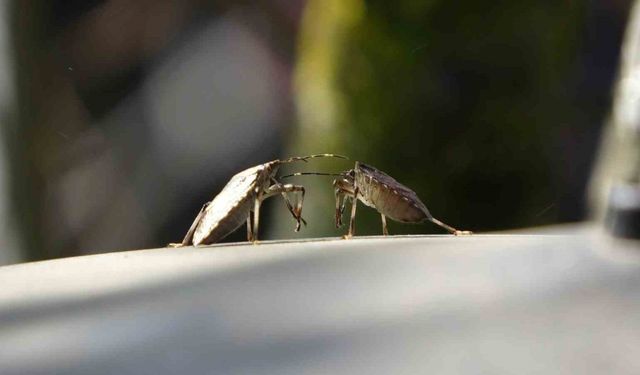 Trabzon’da kahverengi kokarca alarmı