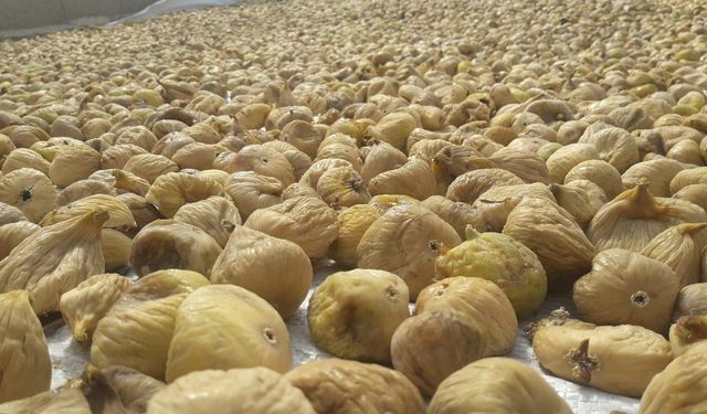 Türkiye’nin milli meyvesi incir, bu yıl üreticisine tat vermedi