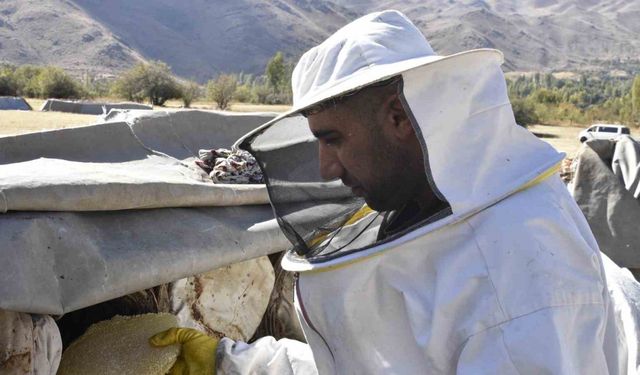 Uluslararası ödüllü Bitlis karakovan balında hasat zamanı