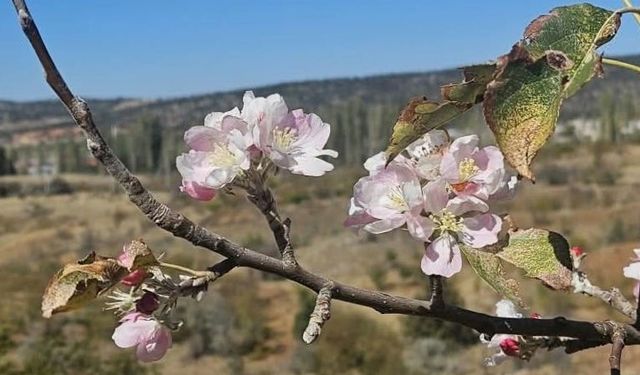 Yağış beklenirken Bozkır’da ağaçlar çiçek açtı