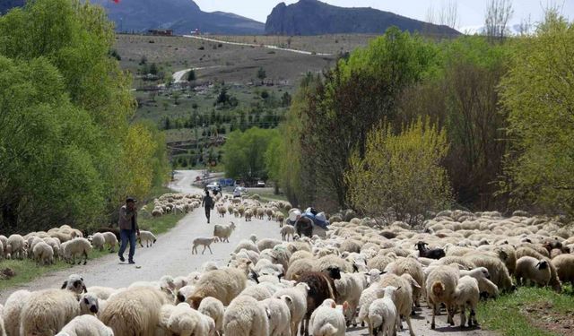 Yayla mesaisini tamamlayan Doğu Anadolu’daki göçerler dönüş yolunda