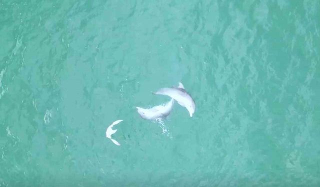 Yunusların dansı dron kamerasına takıldı