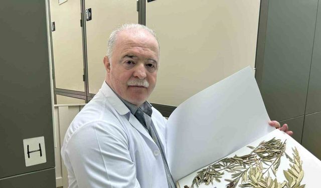 Zeytin ağacından gelen delil: Nuh’un Gemisi Cudi Dağı’nda