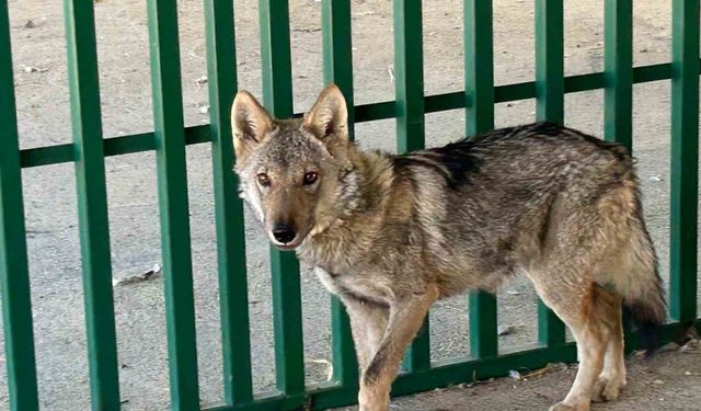 Zincire vurulmuş halde bulunan kurt rehabilite ediliyor