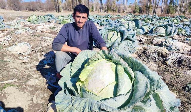 30 yıldır lahana üreten baba ve oğul, bölgeye organik ürün sunuyor