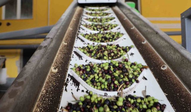 Adana’da zeytinin yağ yolculuğu başladı