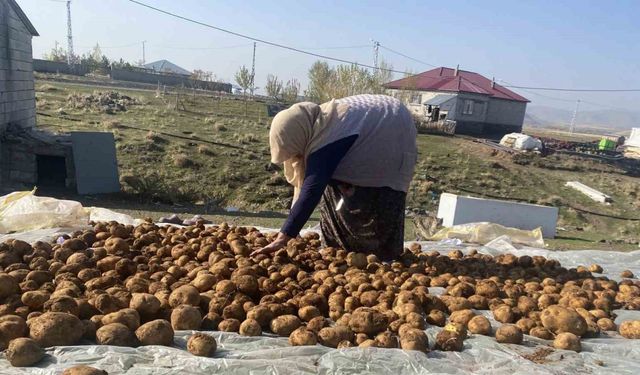 Ağrı’da kışlık patatesler geleneksel yöntemle toprağa gömülerek korunuyor