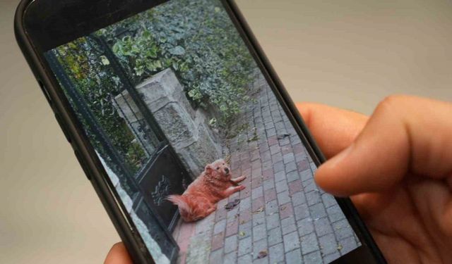 Boyalı köpekler merak uyandırdı