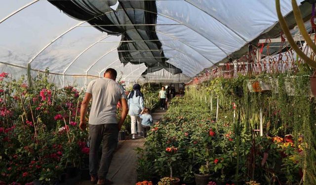 Çiçekçilerde Öğretmenler Günü yoğunluğu: Buket yerine saksı çiçekleri tercih ediliyor