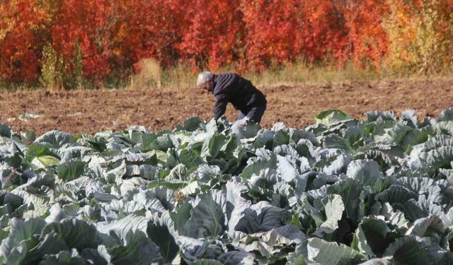 Deden toruna kalan ata tohumundan üretilen lahanaların hasadı başladı