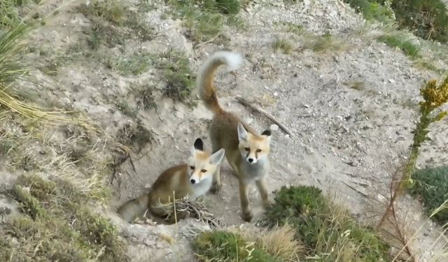 Doğanın sevimli yüzü: Tilki ailesi havadan görüntülendi