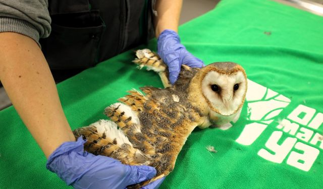 Doğanın şifası Ormanya’da: "Bu merkez yaban hayvanlarına umut oluyor"