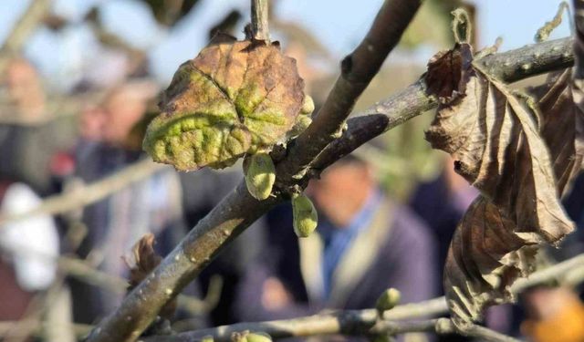 Doğru budama ile 500 metrekareden alınan fındık, 10 dönümlük bahçeden alınan fındığı solluyor