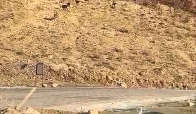 Elazığ’da nesli tükenme tehdidi altında olan dağ keçileri görüldü