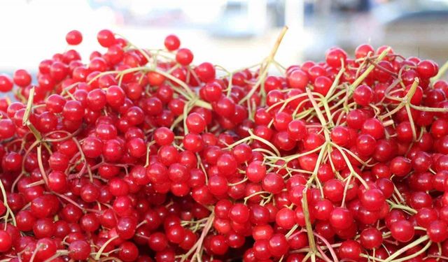 Erzincan’da şifa deposu gilaburuya yoğun ilgi