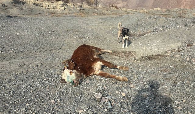 Erzincan’da tehlikeli sorumsuzluk: Şaplı hayvanlar meraya atıldı