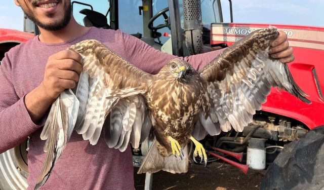 Hasadı bıraktı şahinin yardımına koştu