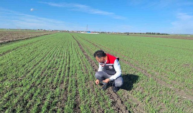 Hububat tarlalarında ’ekin kambur böceği’ tehlikesi