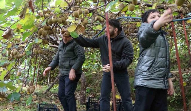 İran’dan gelen kivi fiyatları ucuzlatıyor