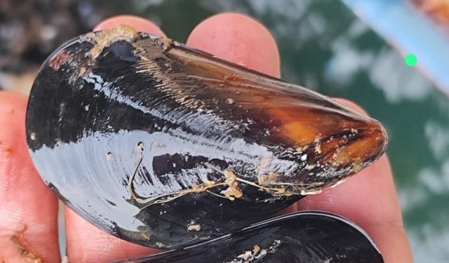 İstanbul’daki gıda zehirlenmesi ve kaçak midye gerçeği