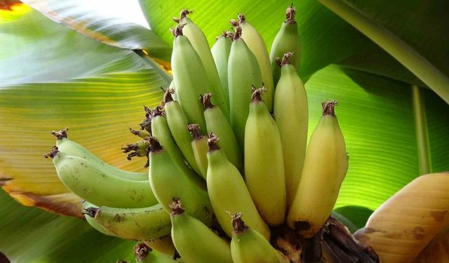 Karadeniz’de muz ve mango yetişiyor