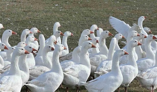 Kars’ta sofralarının vazgeçilmezi: ’Kar yiyen kazlar’ kesime hazır
