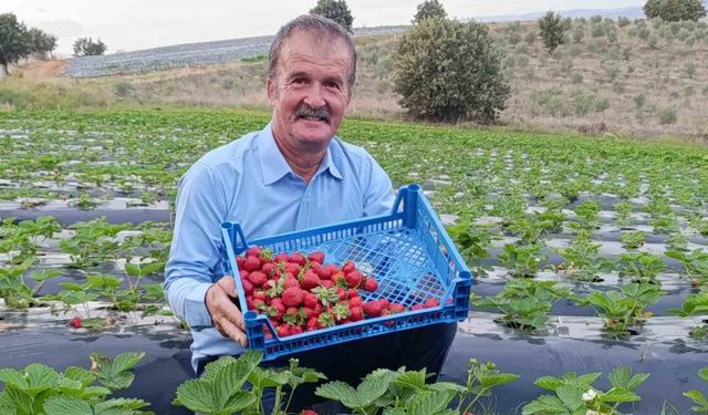Köprübaşı’nda kasım ayında çilek bereketi