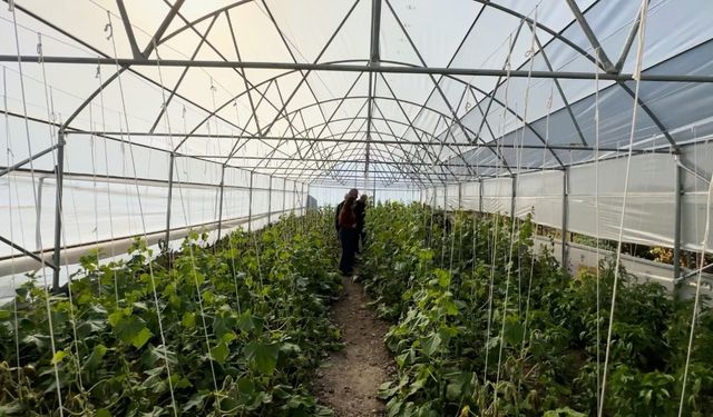 "Köye Dönüş" projesi çerçevesinde kurulan seralar sayesinde, boşaltılan köyler yeniden hayat buldu