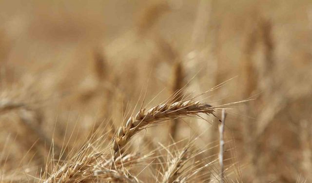 Küresel tahıl üretiminde 105 milyon tonluk rekor artış bekleniyor