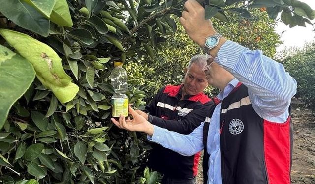 Narenciyede hasat başladı, Akdeniz meyve sineği ile mücadele hız kazandı