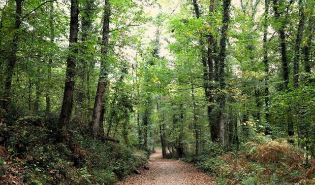 Ormanya sonbahar renkleriyle ziyaretçilerini ağırlıyor