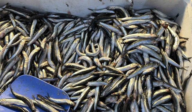 Palamut Gürcistan’a kaçınca tezgahlar hamsiyle doldu