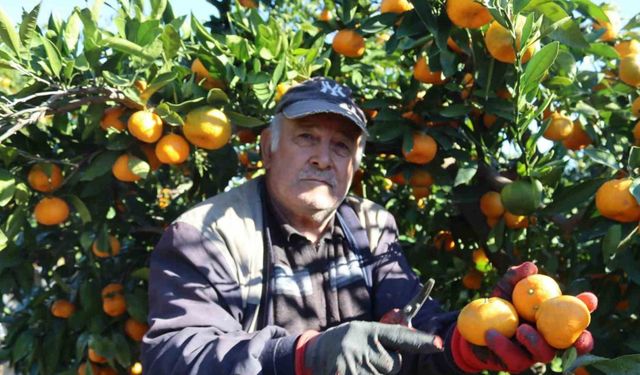 Rekolte arttı, Satsuma mandalinası pazarda yerini aldı