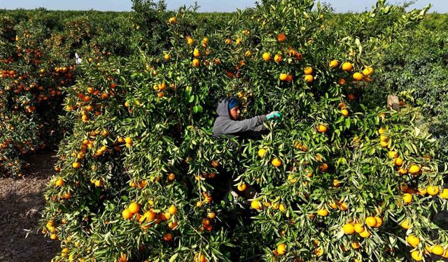 Tarım işçilerinin grevi mandalinayı dalında bıraktı: Kilosu 3 liraya kadar geriledi